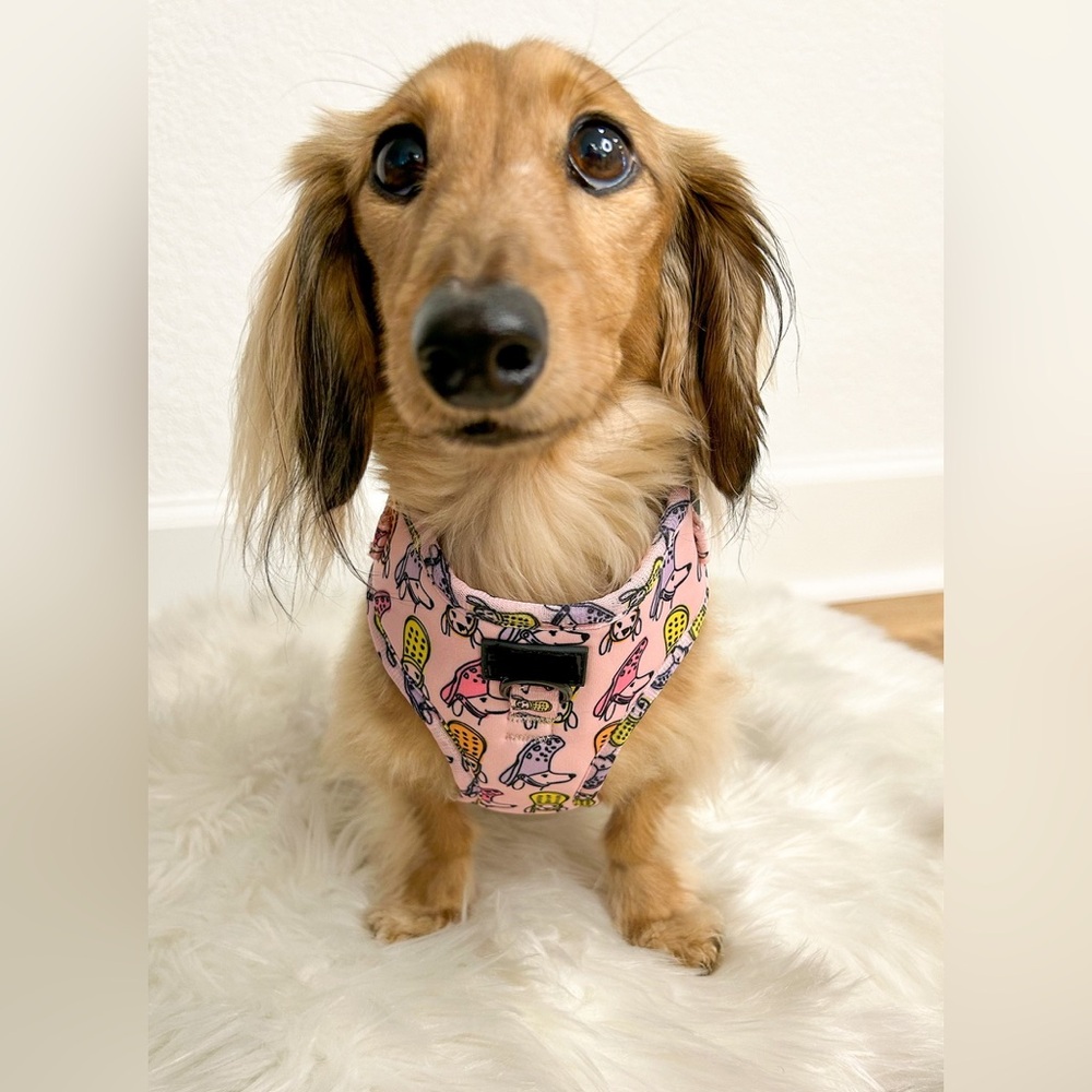 Pink Dog Harness with Pattern